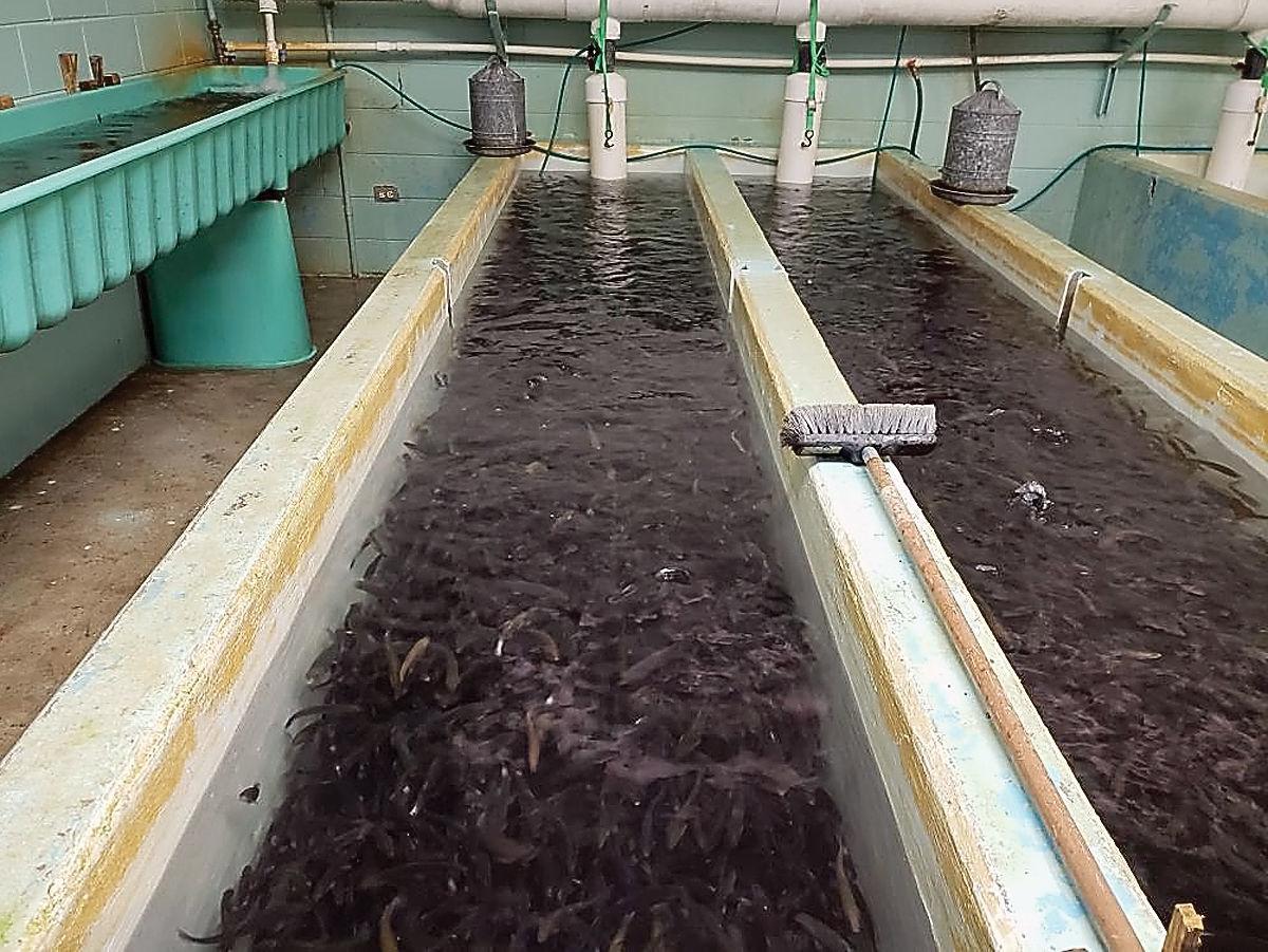 Winter Stock Twra Plans Inaugural Rainbow Trout Stock For
