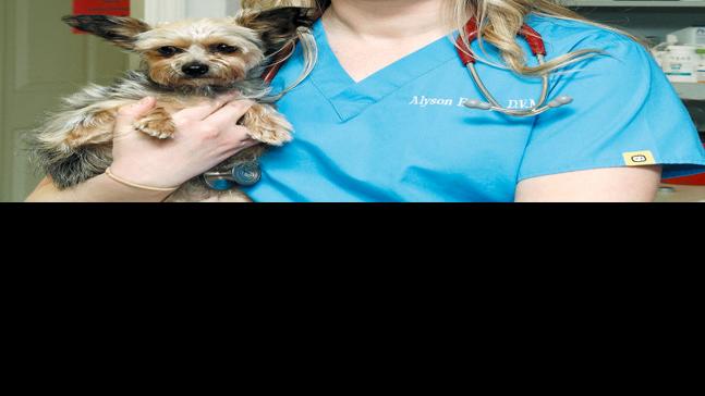 Pet Er Midland Pet Emergency Center Open All Night To Save Lives News Thedailytimes Com