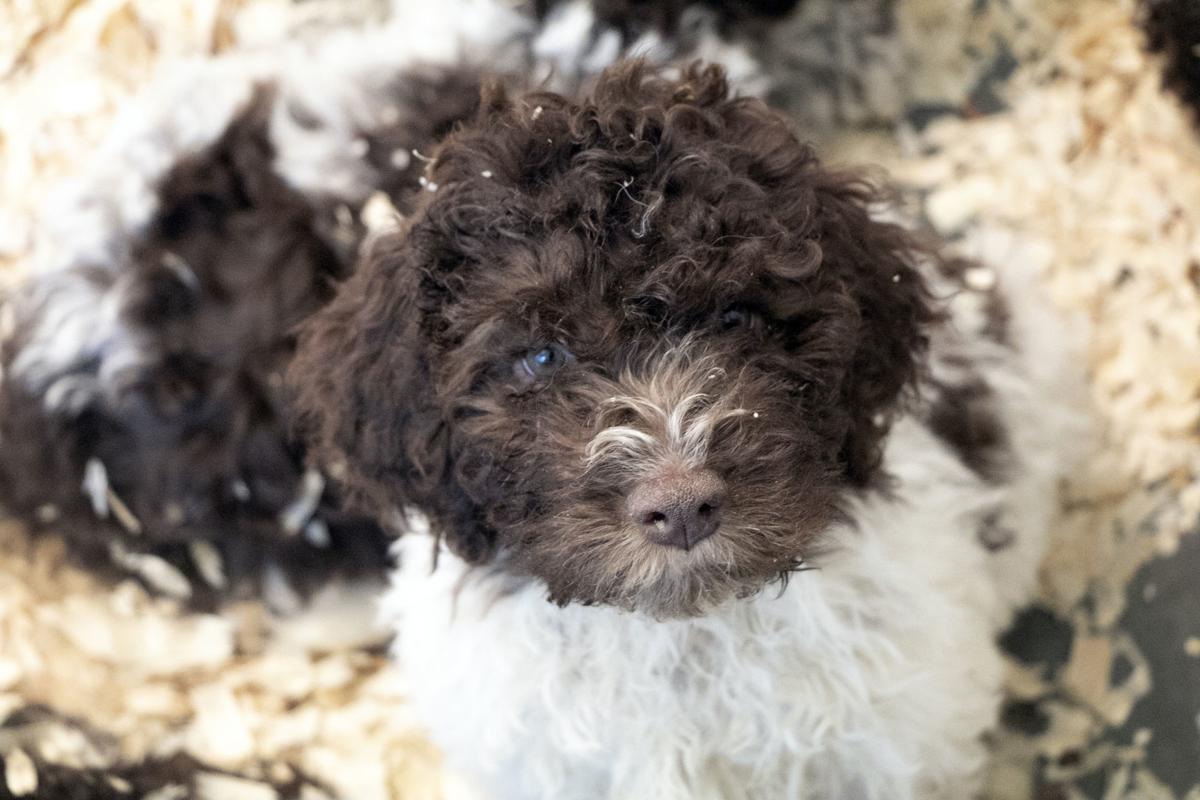 Crofts loving life raising truffle dogs at Blackberry Farm News