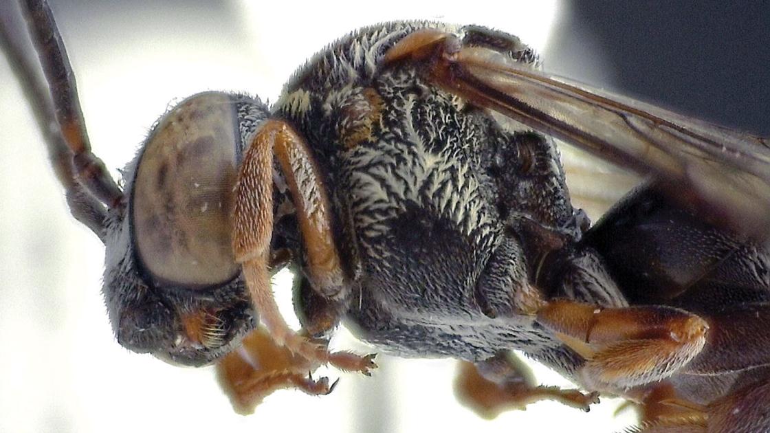 Ashes to wings: Wildfire research reveals bee species new ...