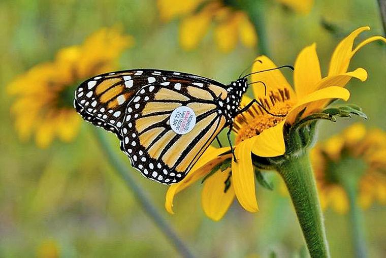 Tremont Institute tag from Monarch found 13 years later in Mexico ...