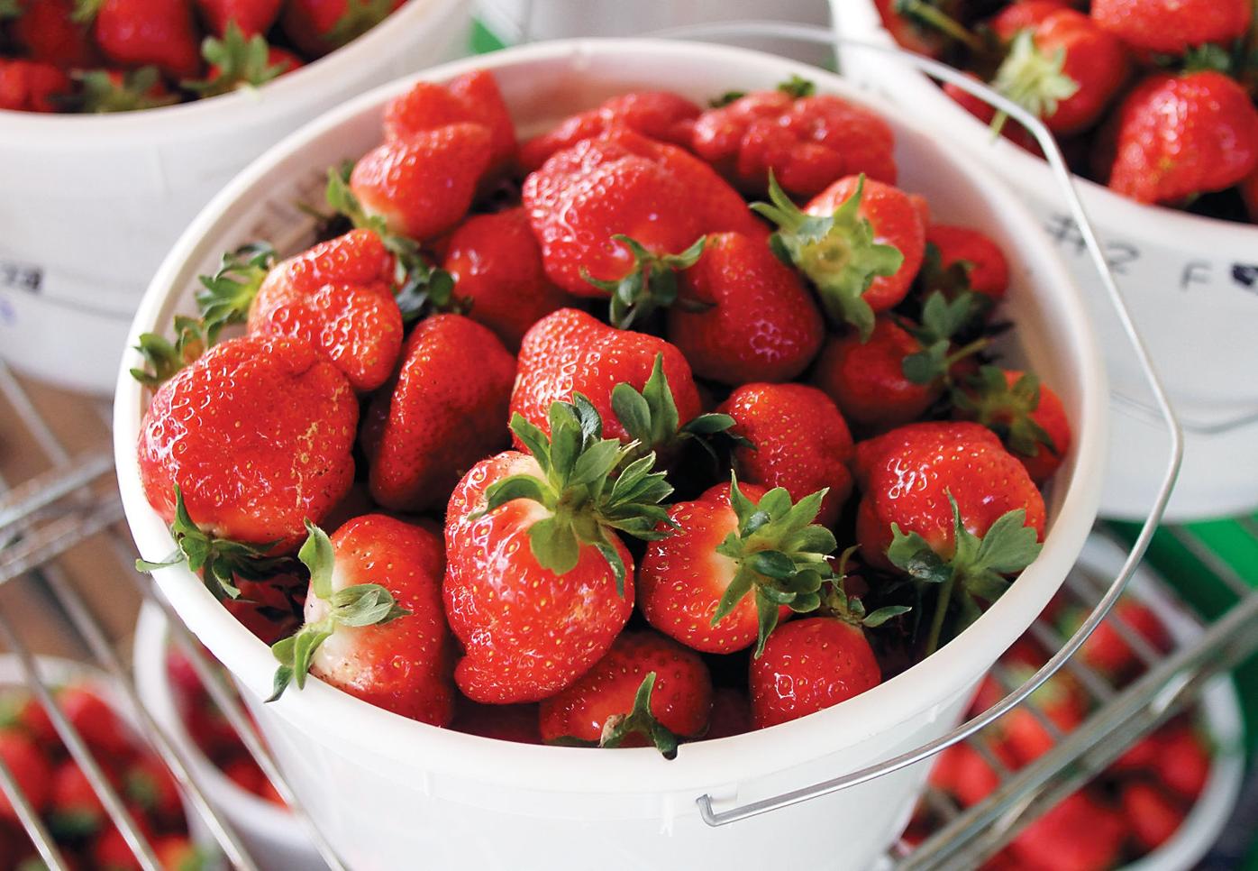How Sweet It Is Rutherford Opens Strawberry Patch For Picking News Thedailytimes Com