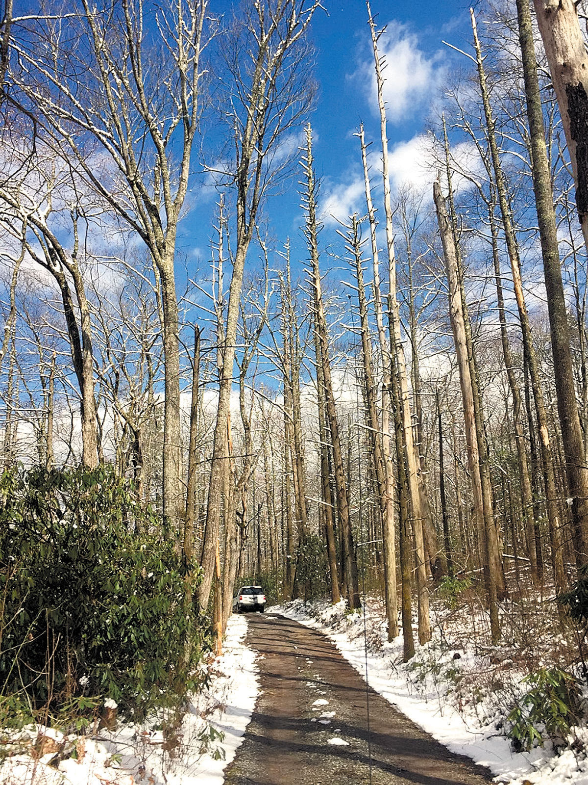 Parson Branch Road in Cades Cove could be closed through 2016 News