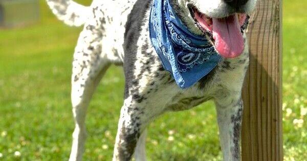 Blount County Animal Center Dog of the Week: Dom
