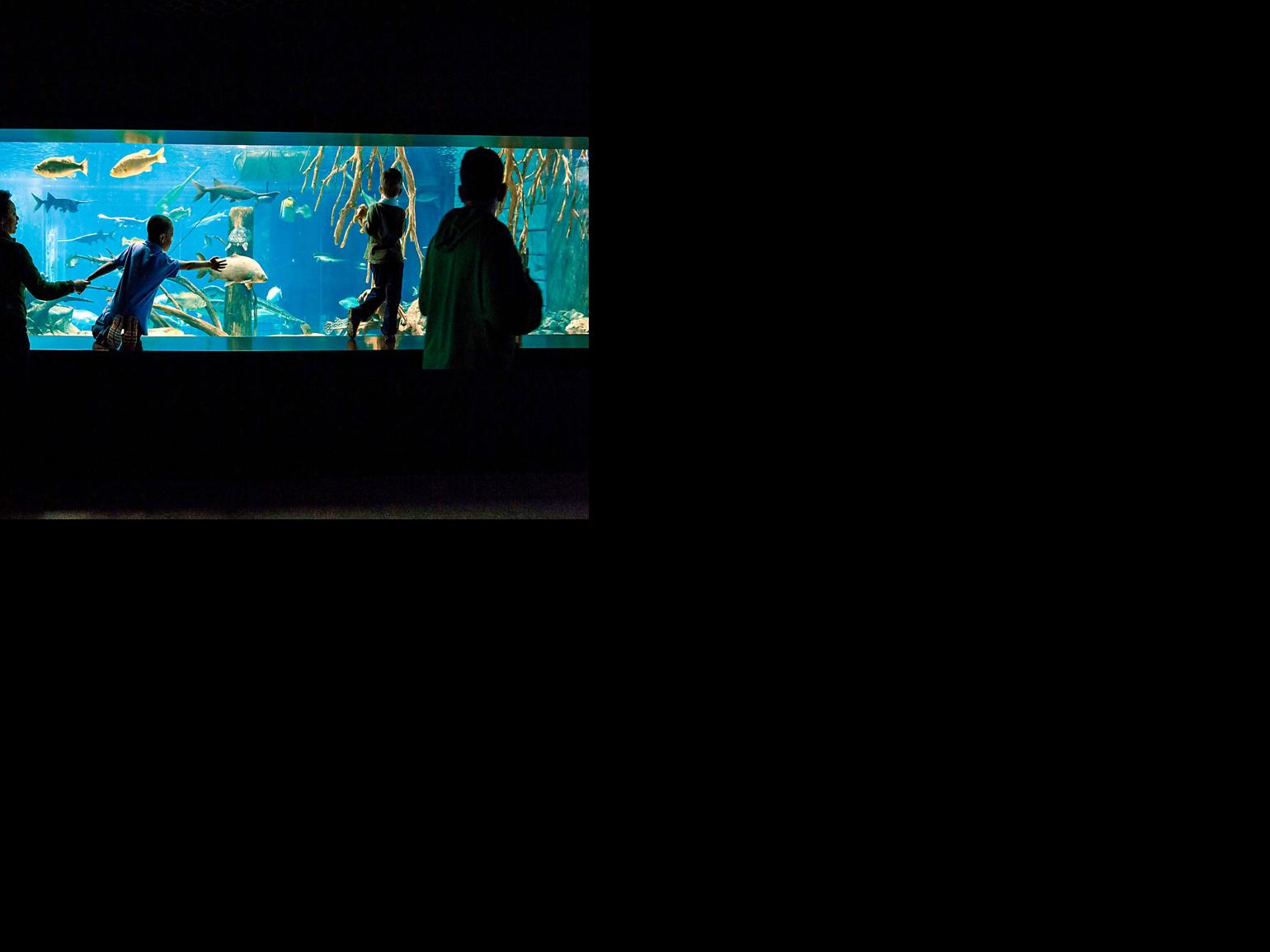 Half Off Tennessee Aquarium Admission For College Students Scouts