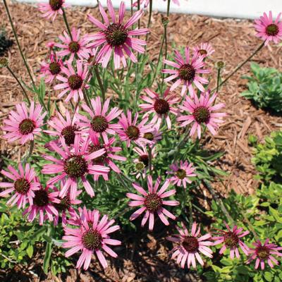 Coneflower Is True Tennessee Native Community Thedailytimes Com