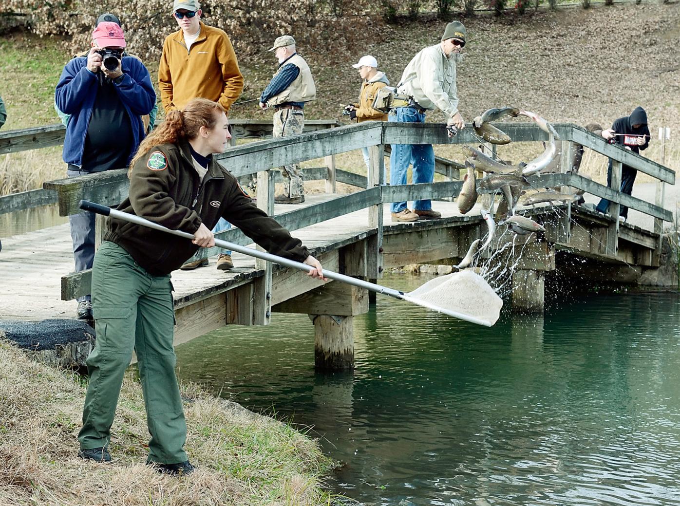 Rainbows In Winter Twra Partners With Trout Unlimited To Stock Maryville Waters With Trout News Thedailytimes Com