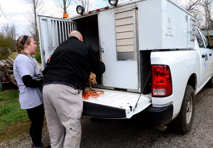 'Emaciated' dogs seized from Blount County property, charges pending ...