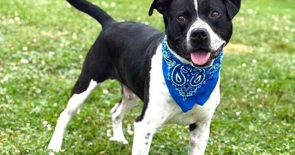 Blount County Animal Center Dog of the Week: Buddy