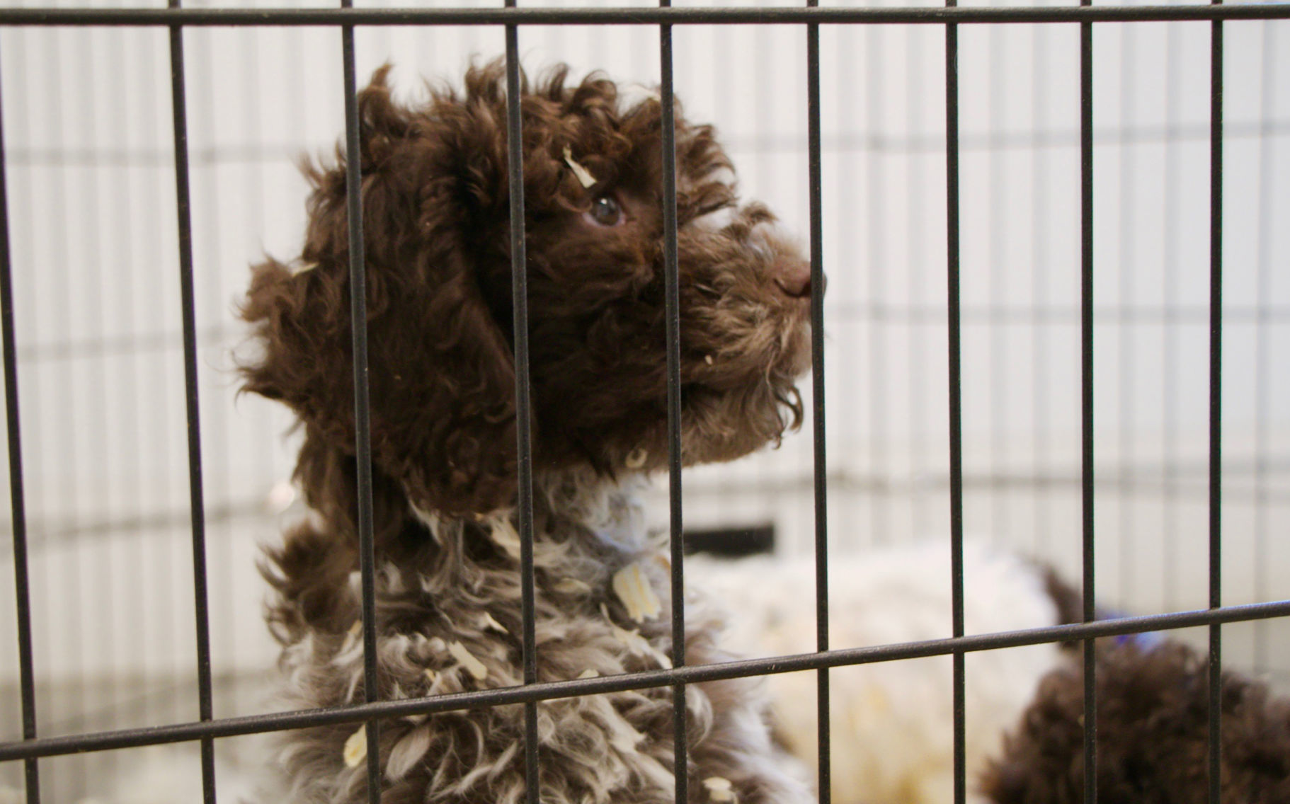 blackberry farm puppies