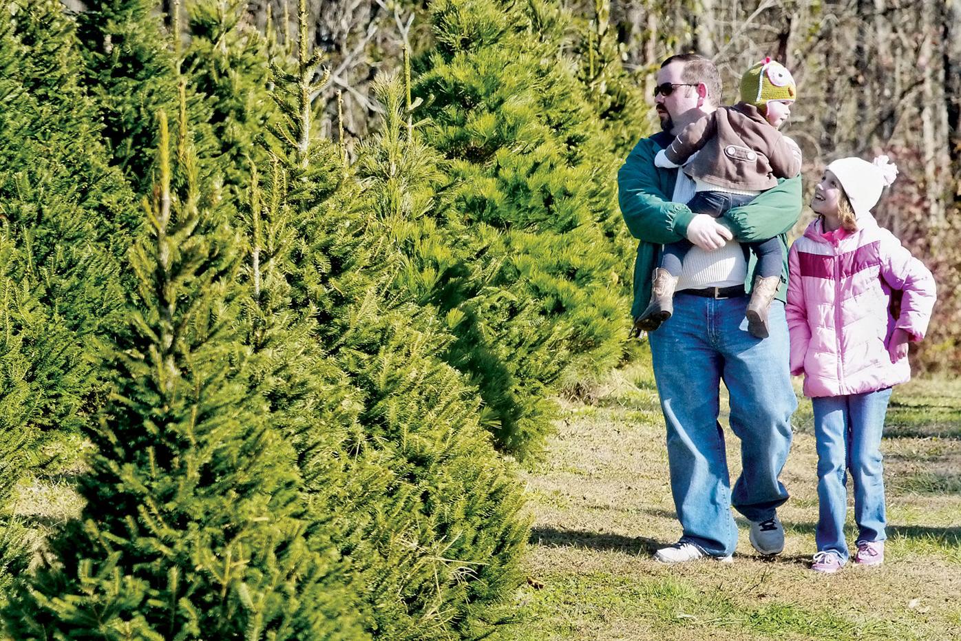 Blount Christmas Tree Farmers Ready For Buyers News Thedailytimes Com