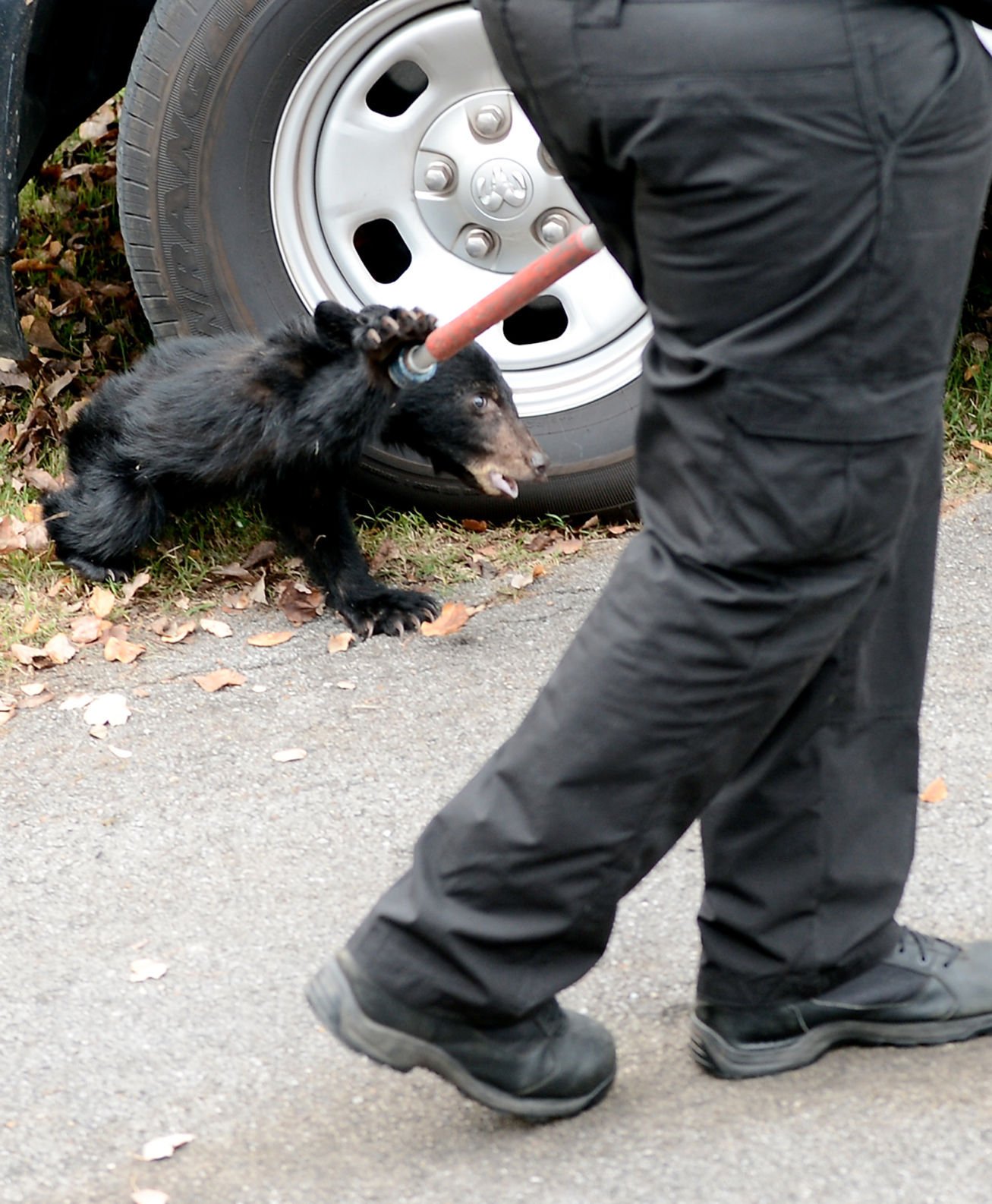 The Most Amazing Bear Tail Ever Captured On Film! - 7w0bgv4