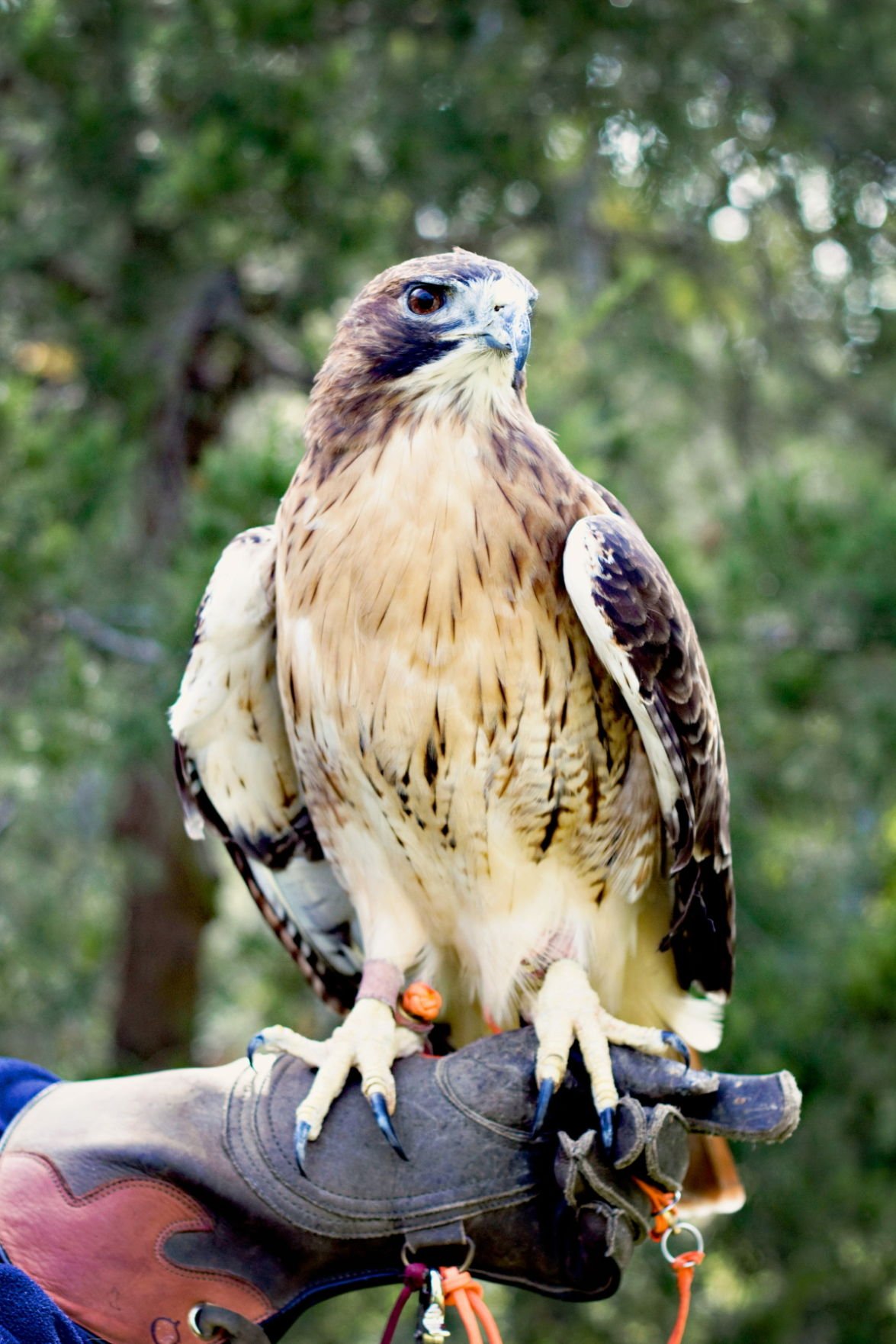 Grounded birds may get permanent home | Local News | theeagle.com