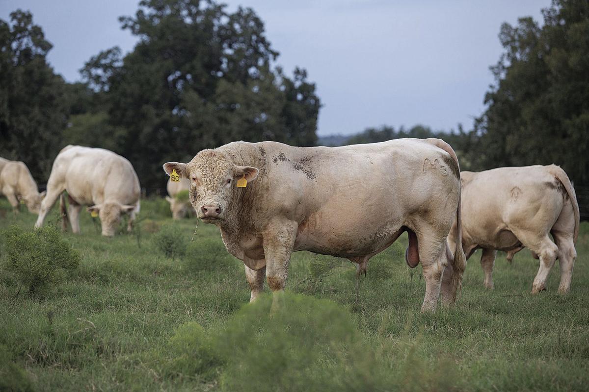 How to manage bulls properly for a successful breeding season Land & Livestock Post