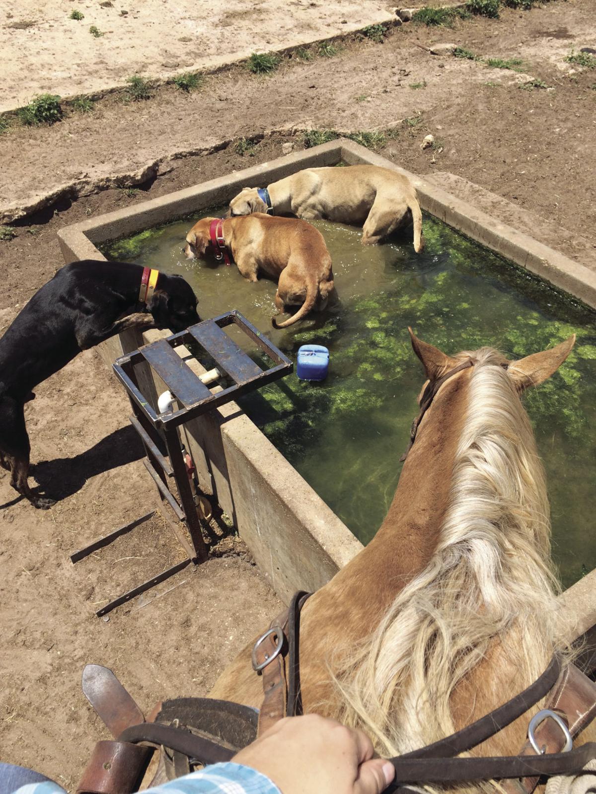 Minimum water consumption requirements for beef cattle Land