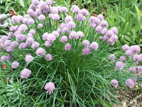 RICHTER Chives