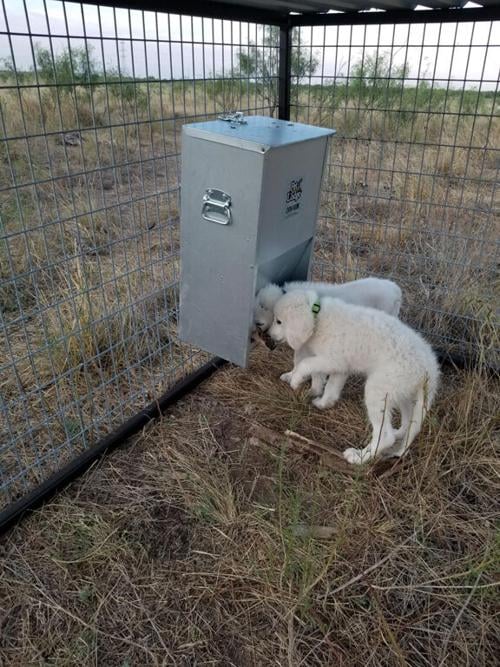 Working dogs nutrition