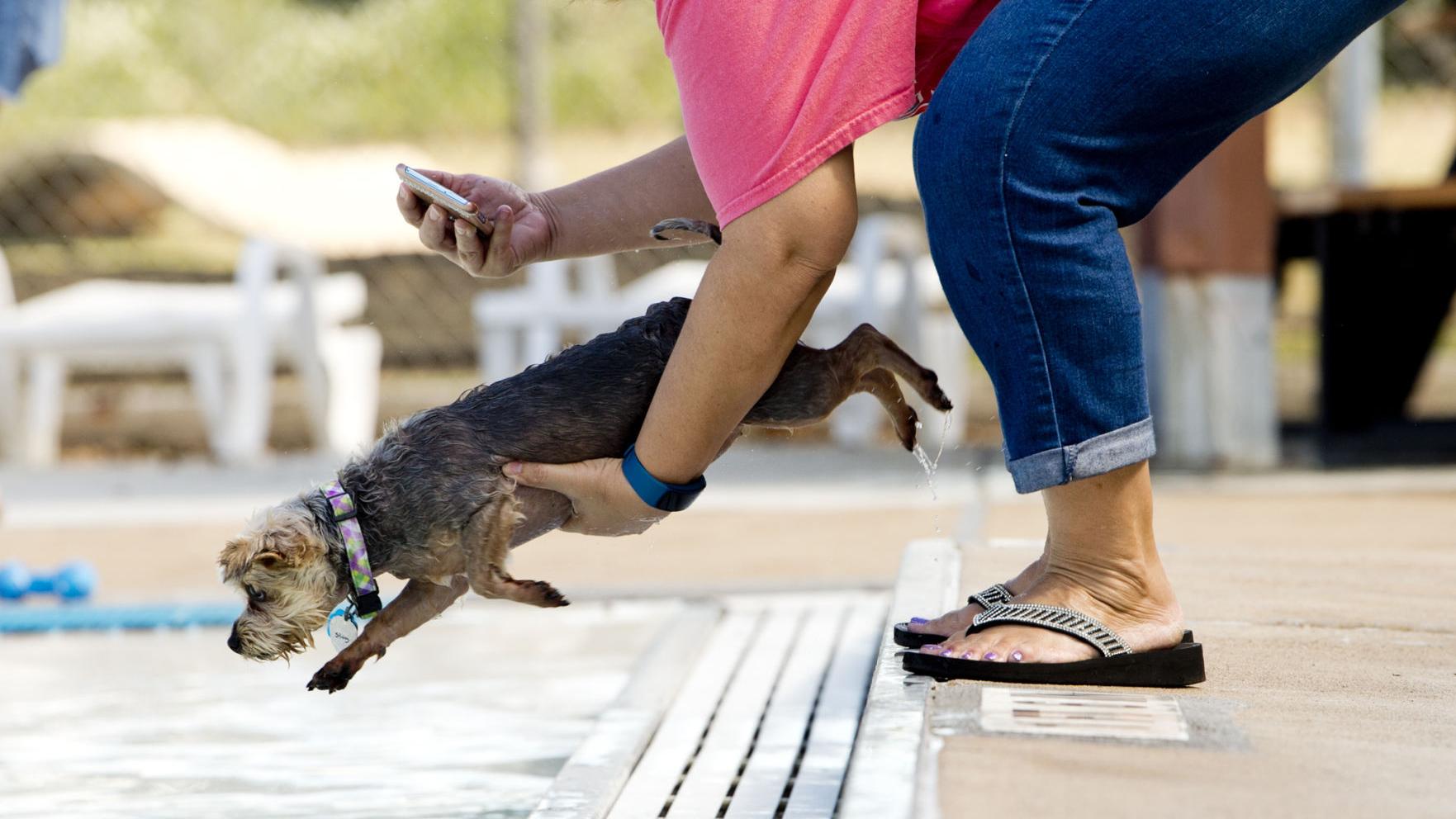 Doggie Day At The Pool Gallery Theeagle Com