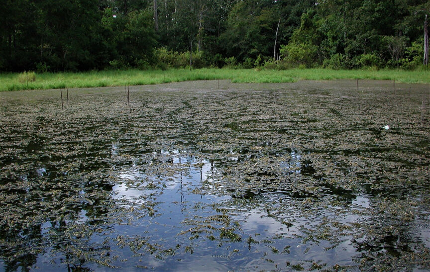 Controlling submerged aquatic plants