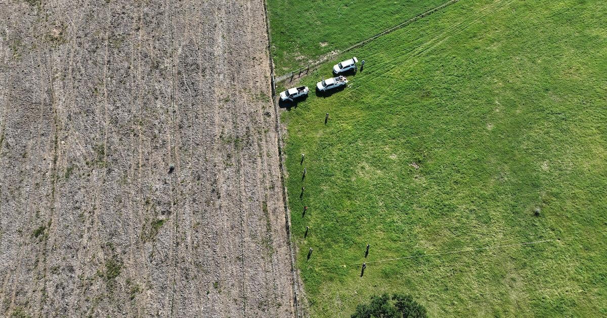 AgriLife Extension updates fact sheet with new pasture mealybug treatment