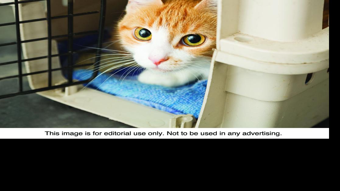 Pet Talk Common Feline Parasites Brazos Life Theeagle Com