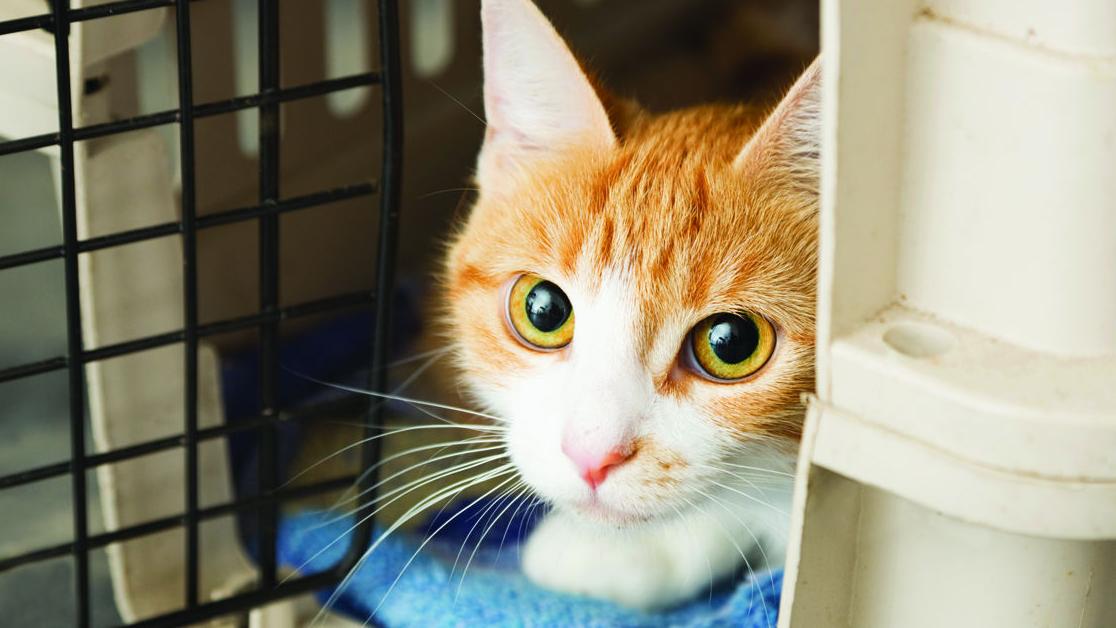 Pet Talk Common Feline Parasites Brazos Life Theeagle Com