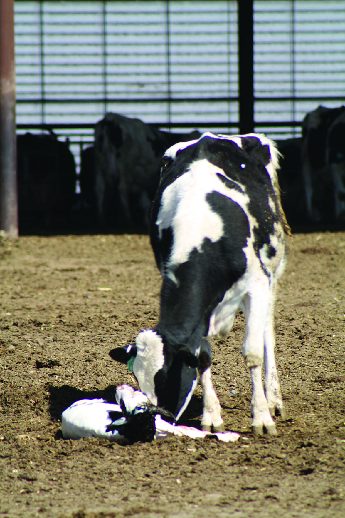 Study examine dairy cow genetics for impact on fertility | Land ...