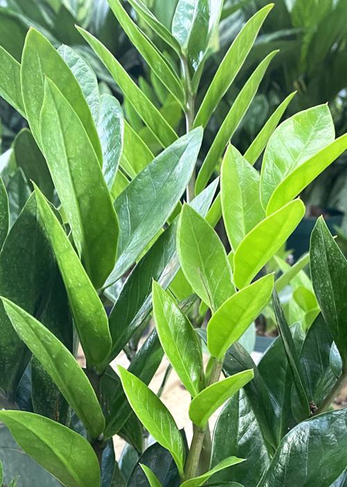 ZZ plant