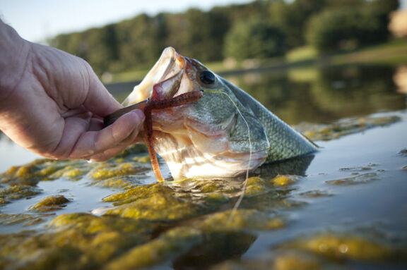 Lake maintenance webinar