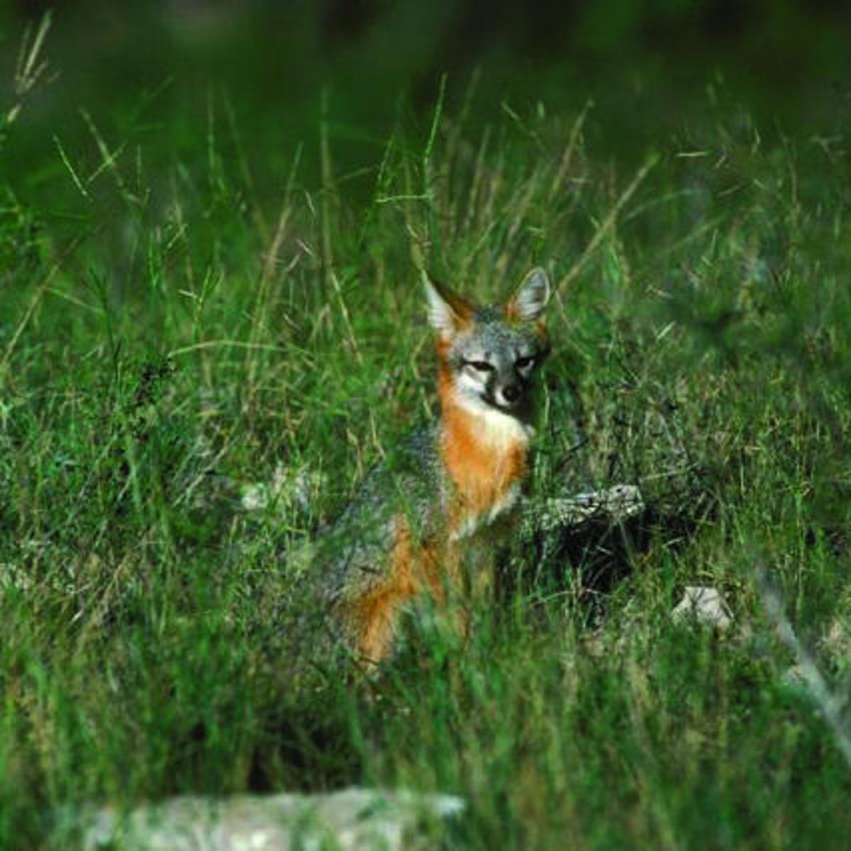 Beware Of Rabies In Wildlife Land Livestock Post Theeagle Com