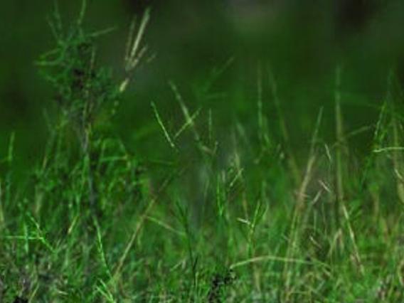 Beware Of Rabies In Wildlife Land Livestock Post Theeagle Com