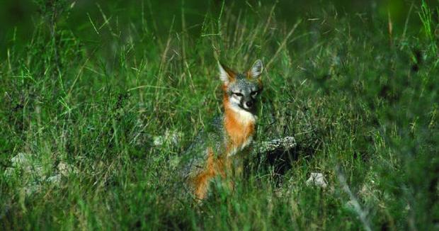 Beware of rabies in wildlife