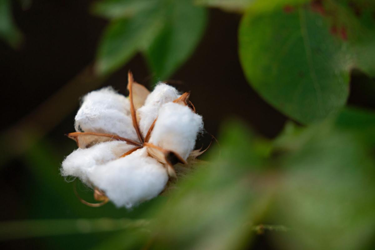 Cotton field