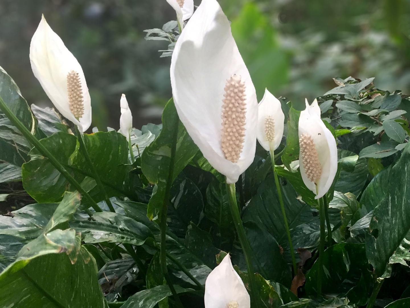 Texas Gardening Peace Lilies Among Others Can Bloom In The Shade Local News Theeagle Com