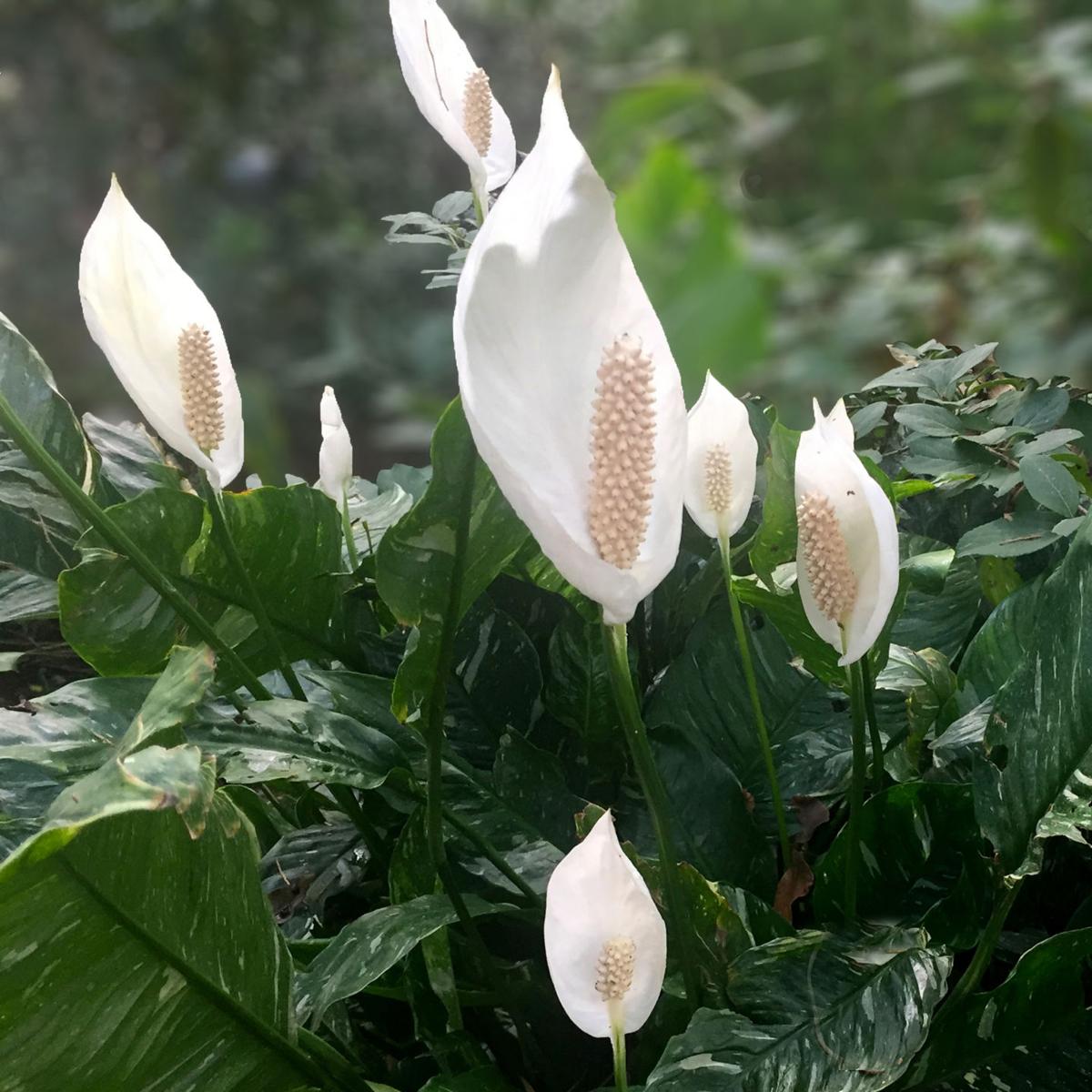 TEXAS GARDENING: Peace lilies, among others, can bloom in the shade ...