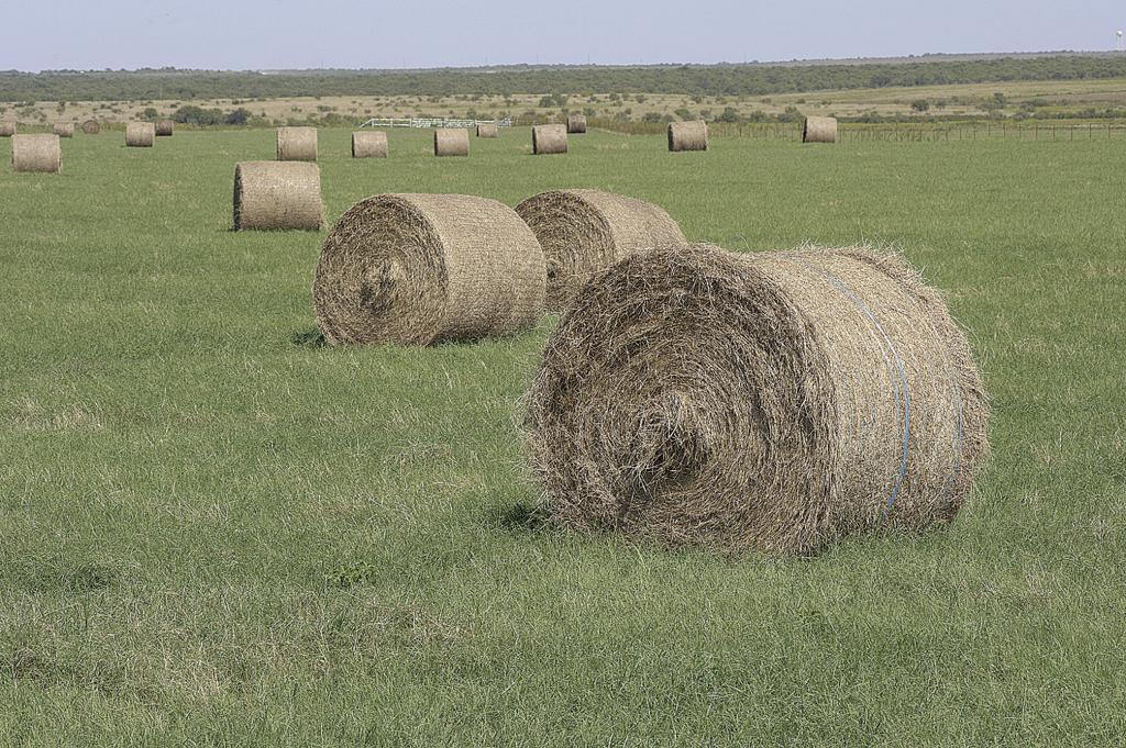 Beefing Up Winter Pastures Sod Seeding Winter Forages Into Bermudagrass Land Livestock Post Theeagle Com