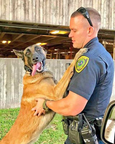 Texas A&M veterinarians to treat Houston police dog battling bone cancer