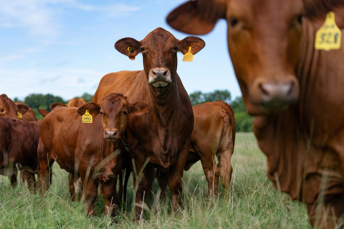 Texas A&M AgriLife course tackles footandmouth, animal disease risk