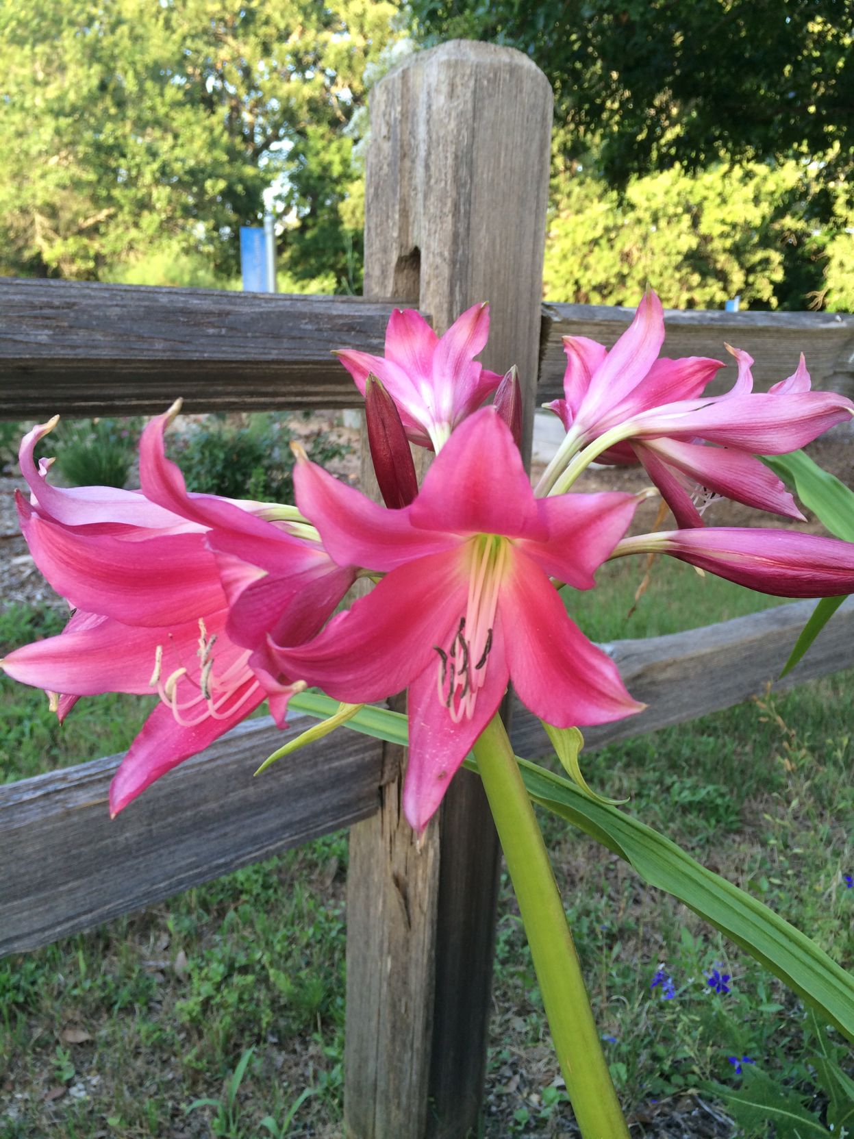 small-size bulb Ellen Bosanquet Crinum Lily
