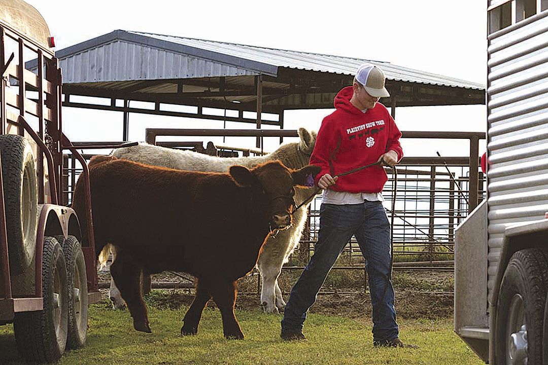 Use common sense when transporting cattle Land & Livestock Post