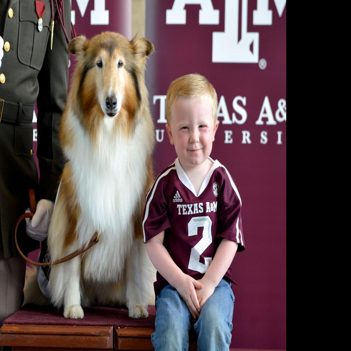 Former Aggie Mascot Reveille Viii Dies At Age 12 Texas A M Theeagle Com