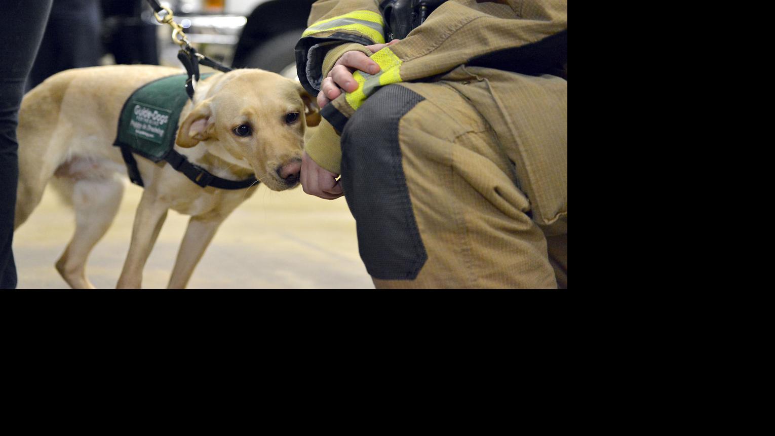 Guide Dogs for the Blind Gallery