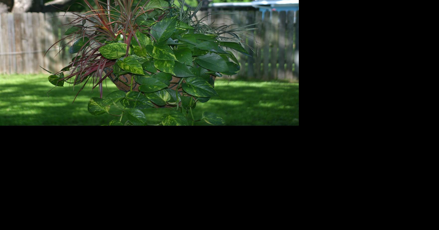Skip Richter column: Timely tips for weekend gardening