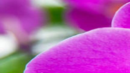 Two Options Exist For Trimming Orchids Local News Theeagle Com