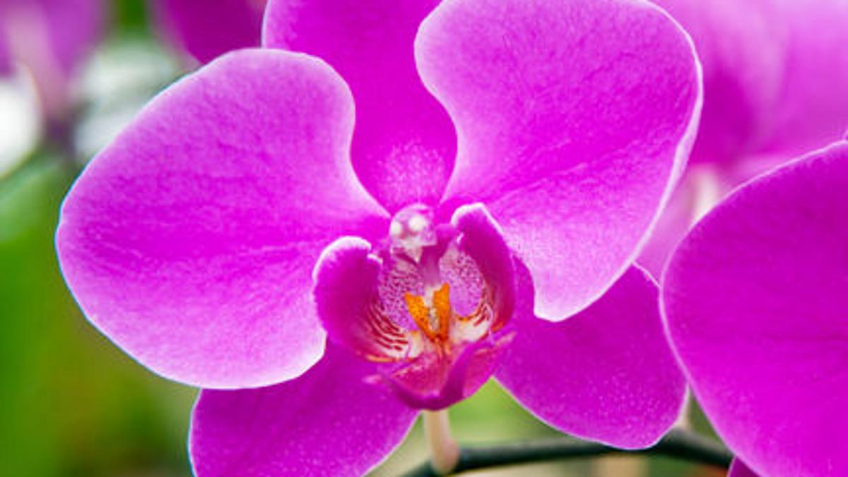 Two Options Exist For Trimming Orchids Local News Theeagle Com