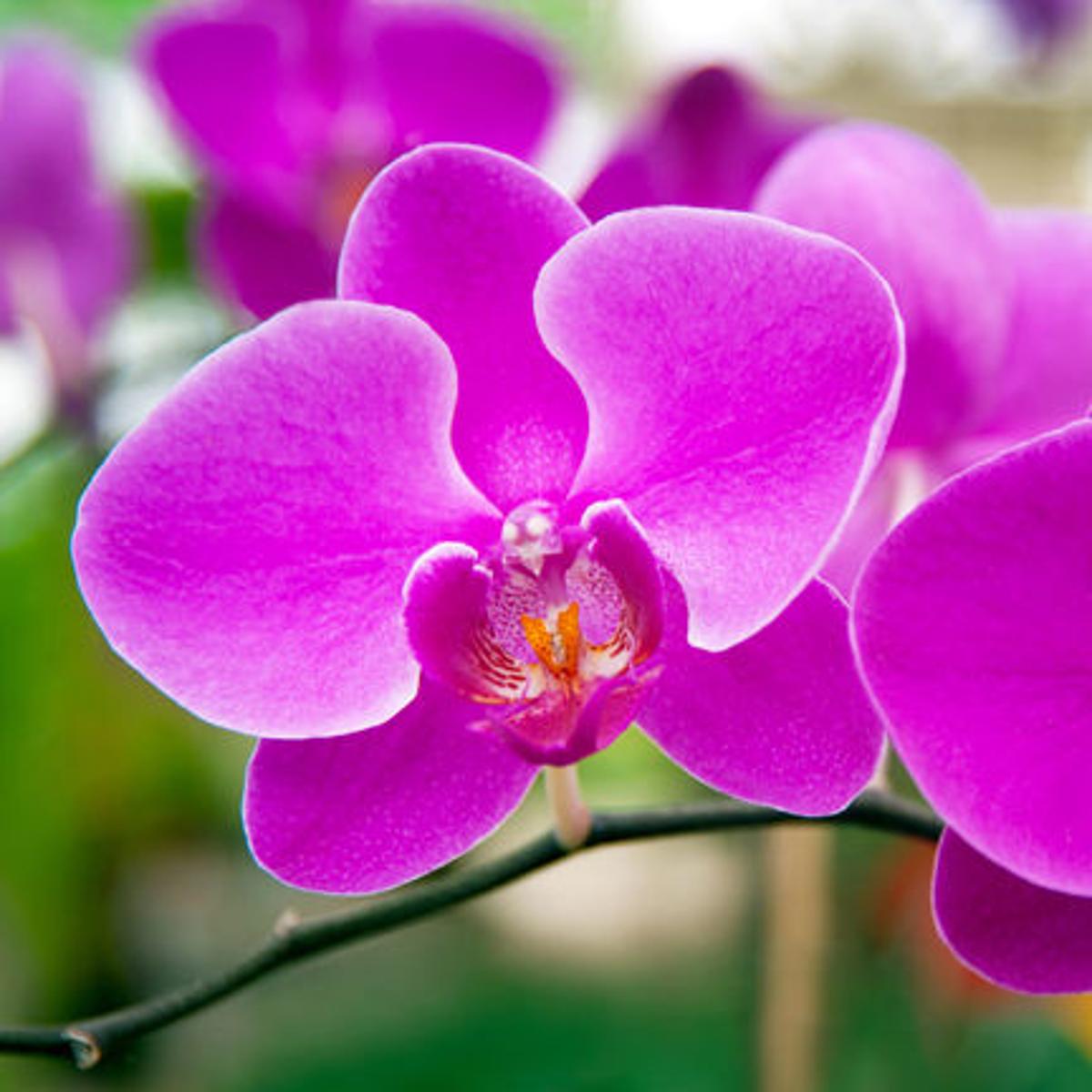 Two Options Exist For Trimming Orchids Local News Theeagle Com