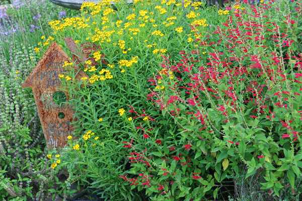 RICHTER Mexican mint marigold & Pineapple sage