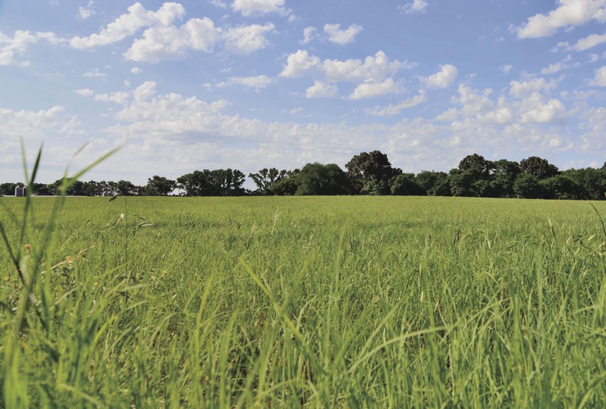 It pays to know the differences in bermudagrass varieties Land