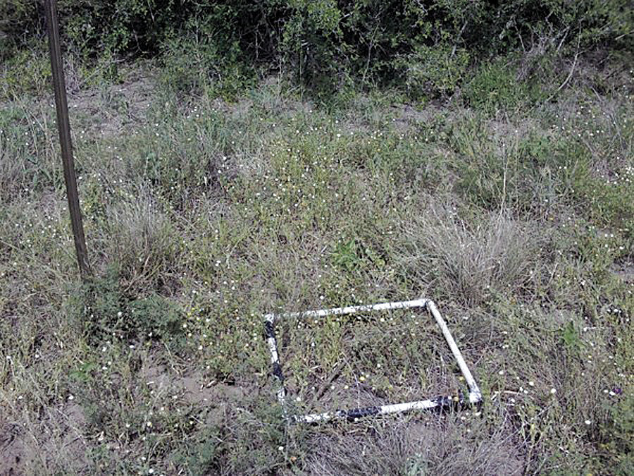 Restoring native grasses for quail habitat Land & Livestock Post