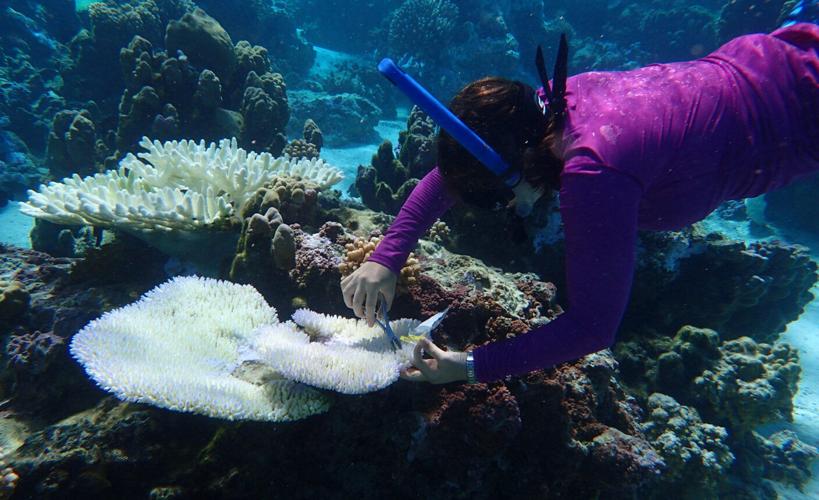 The deadly heat waves evolving coral reefs